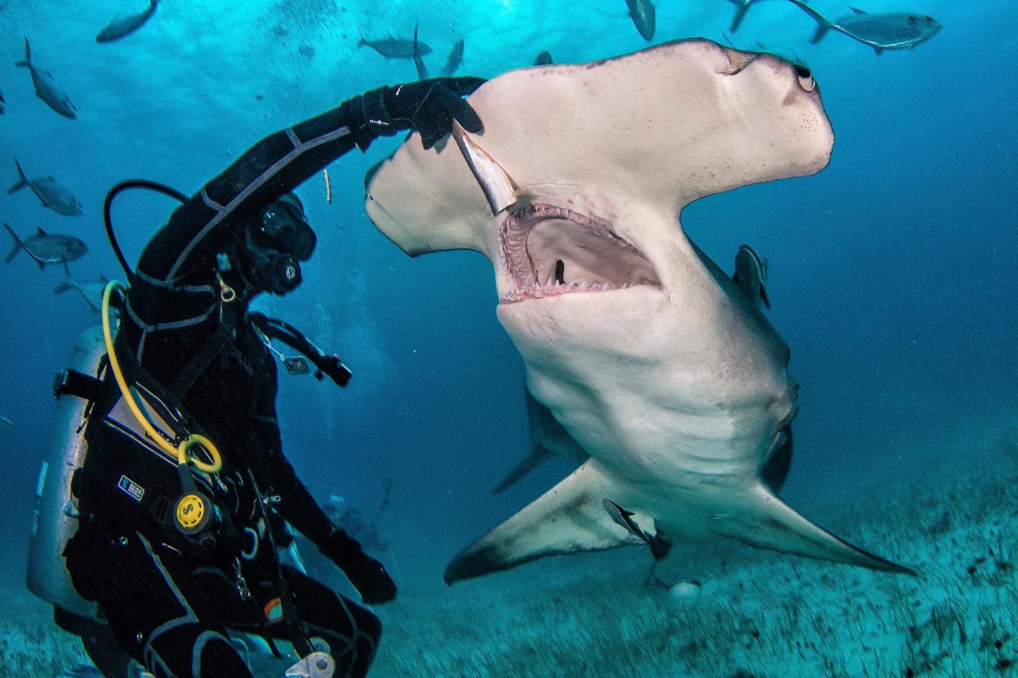 Bimini Big Game Club Resort & Marina Еліс-Таун Екстер'єр фото